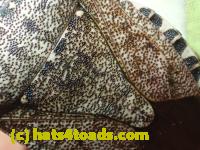 /home//u458753944/public_html/sourcegallery///Insects and small critters/aphids cicadas lanternflies and true bugs (Hemiptera)/PC250070.JPG